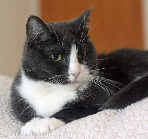 Tessa © Colehauscats.com