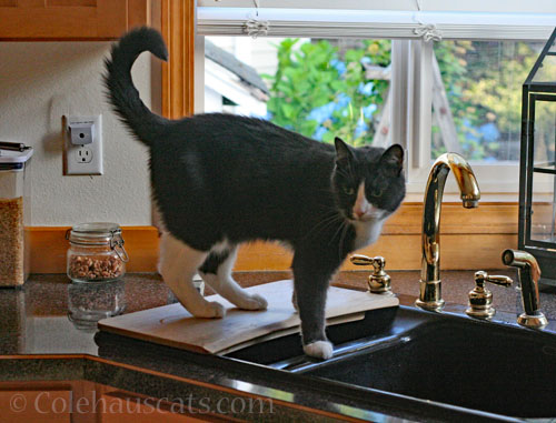 Tessa © Colehauscats.com