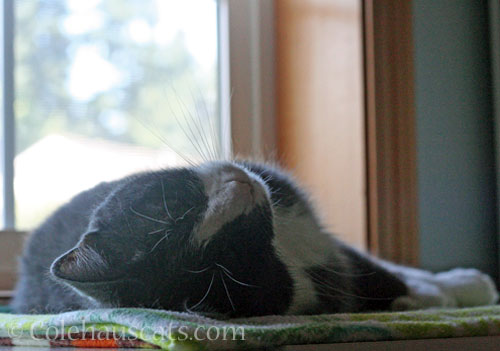 Tessa Whisker Eyes © Colehauscats.com