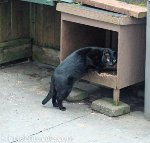 Tippy in July 2025 © Colehauscats.com