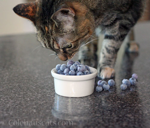 Viola inspecting our blueberries © Colehauscats.com