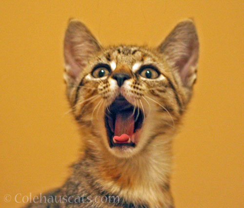 Viola Niblet, December 2013 © Colehauscats.com