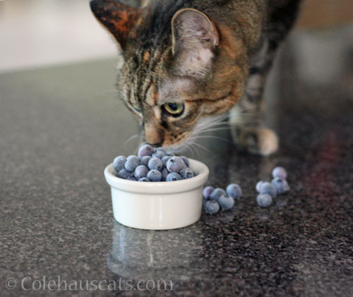 Viola's Monday © Colehauscats.com