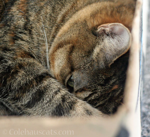 Wakey, wakey Viola © Colehauscats.com