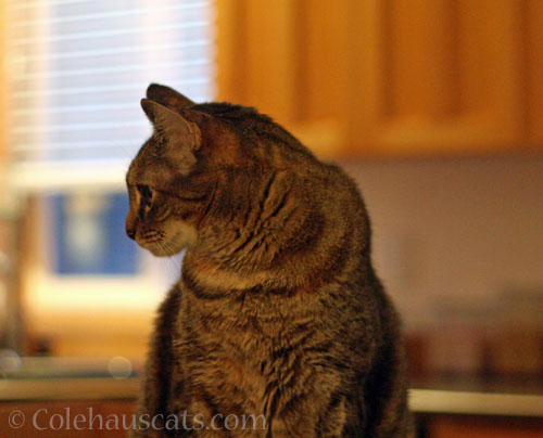 Viola's not a MultiCat cat © Colehauscats.com