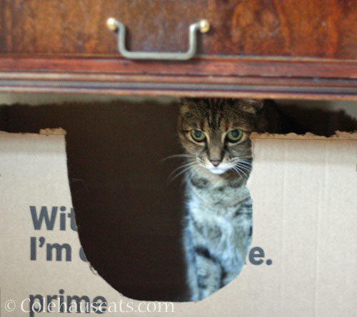 Viola hiding from Tessa © Colehauscats.com