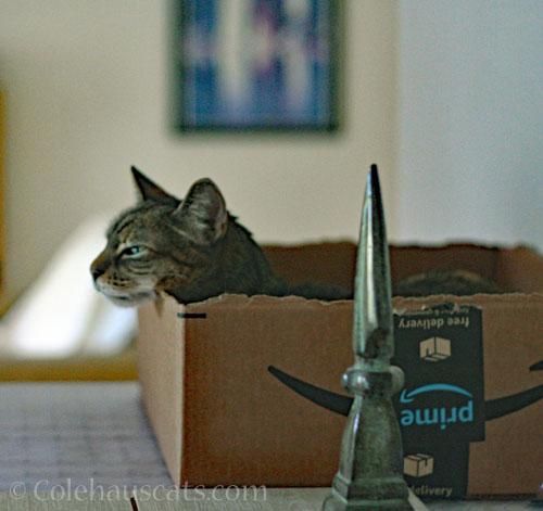 Viola and pointy green paperweight © Colehauscats.com