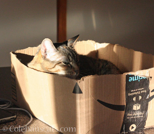 Viola works on her tan © Colehauscats.com