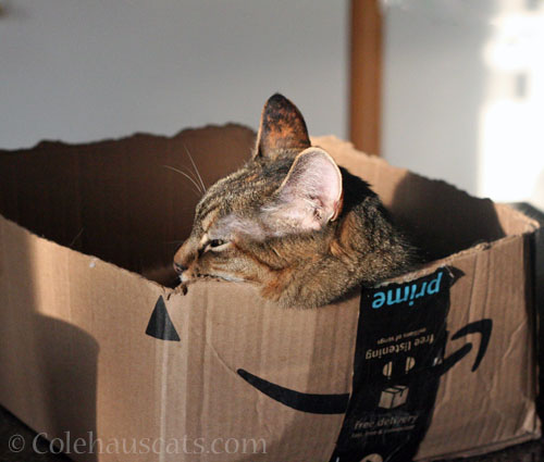 Viola sunshine © Colehauscats.com