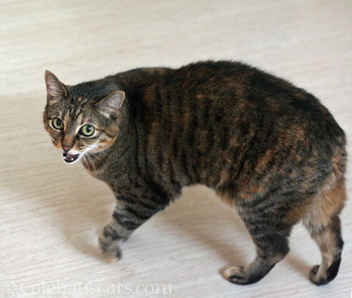 Viola demands breakfast kibble © Colehauscats.com