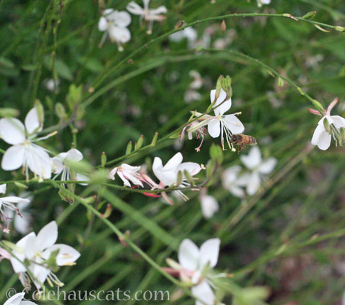 White Wandflower with bee friend, August 2025 © Colehauscats.com