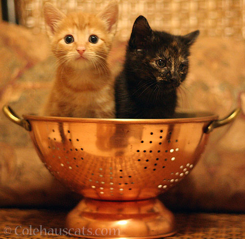 Russell and Illy Niblet, 2013 © Colehauscats.com