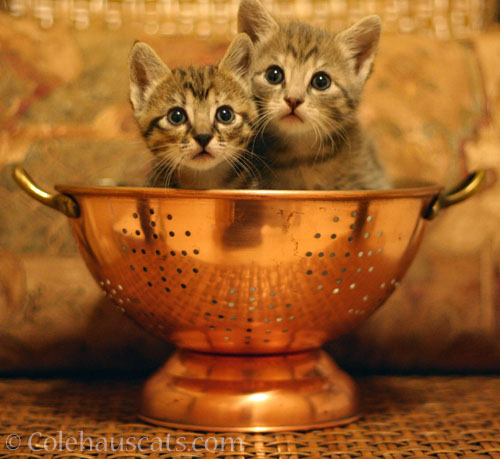 Viola and Robbie Niblet, 2013 © Colehauscats.com