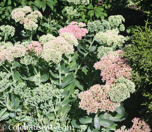 Sedum Autumn Joy, 2025 © Colehauscats.com