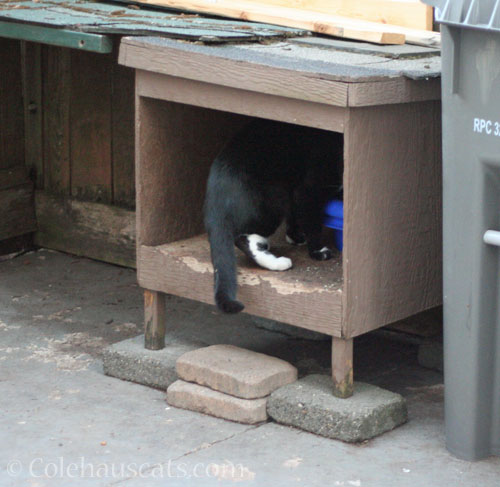 Another Black and White visitor, September 2025 © Colehauscats.com