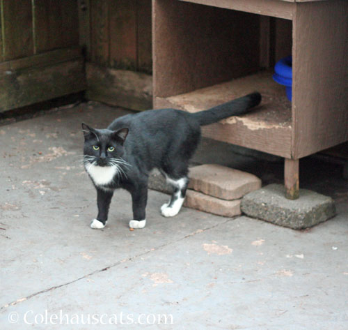 Tuxie Boy, 2025 © Colehauscats.com