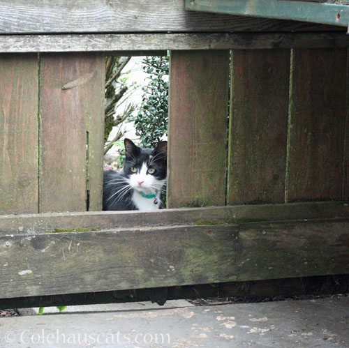 Another Black and White tuxie, 2025 © Colehauscats.com