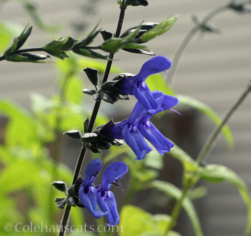 Black and Blue Salvia, 2025 © Colehauscats.com