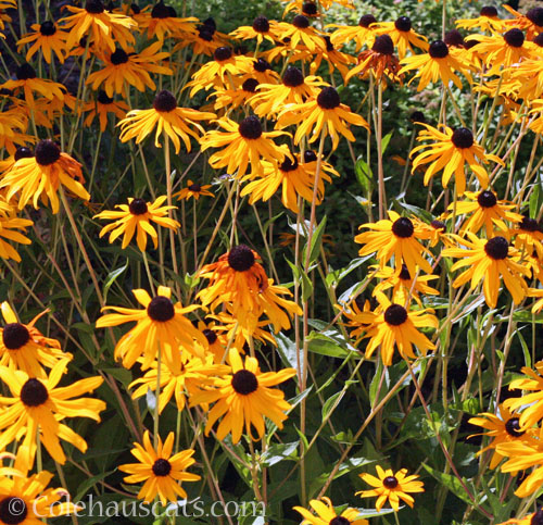 Black/brown eyed Susan, 2025 © Colehauscats.com