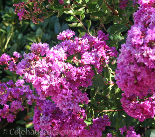 "Dwarf" Crepe Myrtle, 2025 © Colehauscats.com
