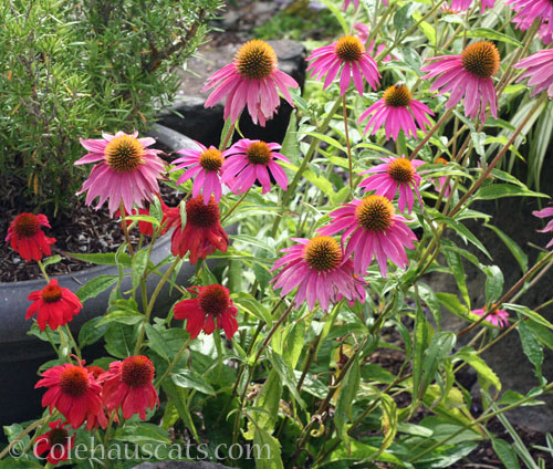 Echinacea, 2025 © Colehauscats.com