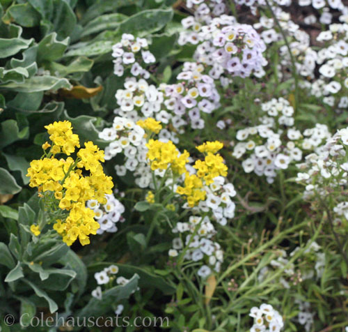 Basket of Gold and Alyssum from seed, 2025 © Colehauscats.com