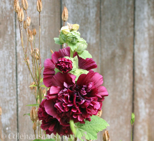 Hollyhock, 2025 © Colehauscats.com