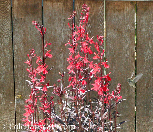 Lobelia Cardinal flower with friend, September 2025 © Colehauscats.com