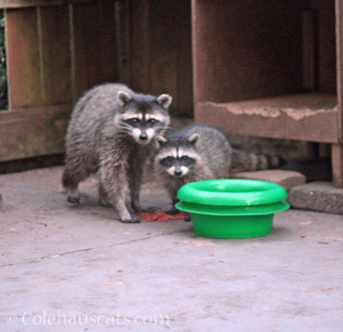 Mama and single baby, September 2025 © Colehauscats.com