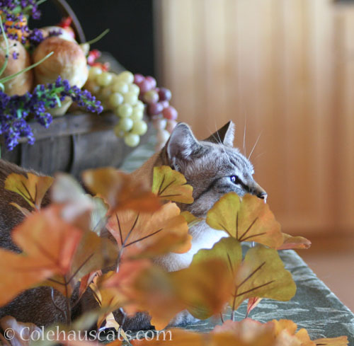 Angel Maxx in Autumn, 2012 © Colehauscats.com