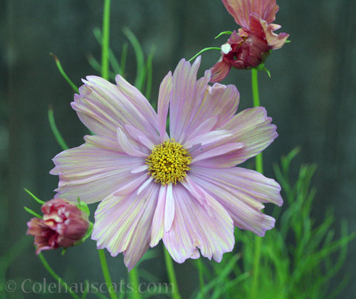 Peaches and Cream Cosmos, 2025 © Colehauscats.com