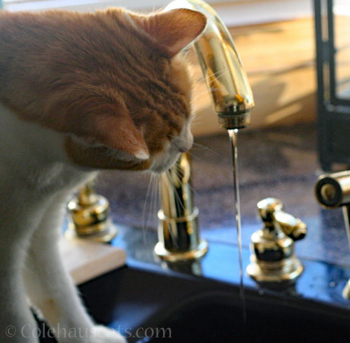 Quint © Colehauscats.com