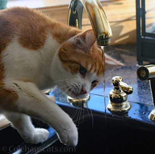 Quint © Colehauscats.com