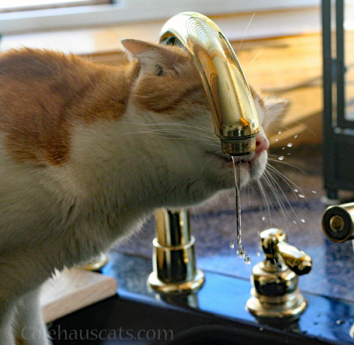 Quint © Colehauscats.com