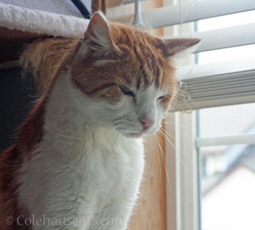 Grumpy morning for Quint © Colehauscats.com