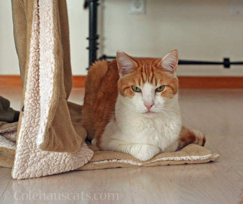 Quint waits patiently © Colehauscats.com