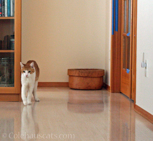 Quint waits for Dad's new bedroom © Colehauscats.com