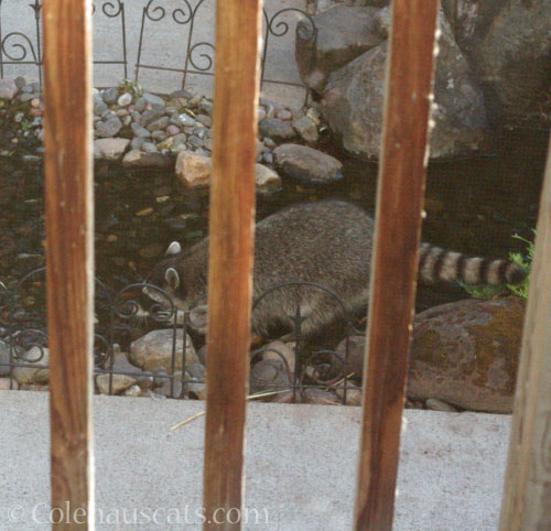 Skinny Tail's personal drinking fountain, September 2025 © Colehauscats.com