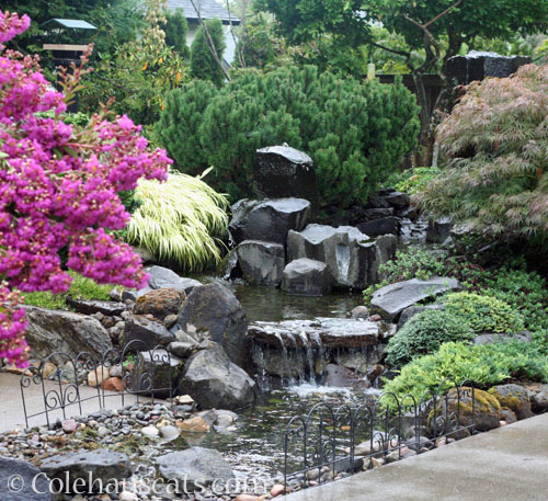 Backyard fountain/birdbath © Colehauscats.com