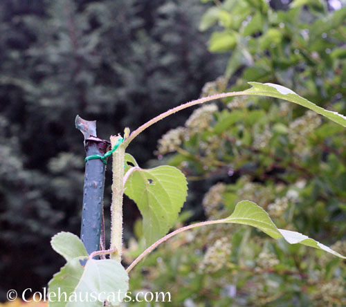 Squirrel food, 2025 © Colehauscats.com