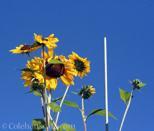12 foot tall sunflowers, 2025 © Colehauscats.com