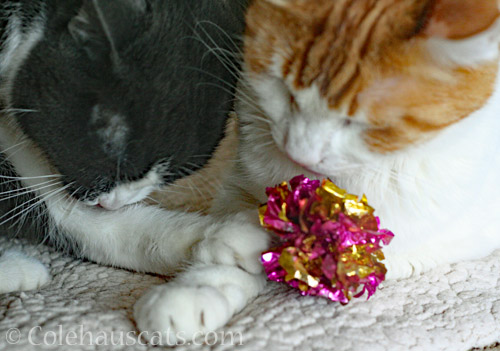 Tessa, Quint and crinkle toy © Colehauscats.com