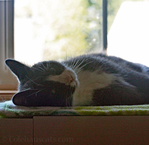 Tessa's a late sleeper © Colehauscats.com