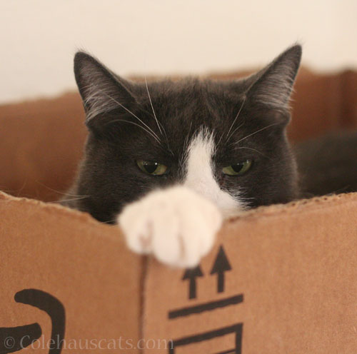 essa © Colehauscats.com