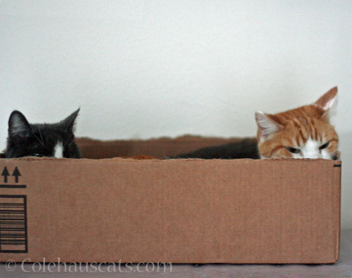 Tessa and Quint © Colehauscats.com