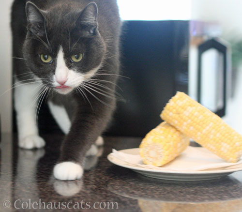 Tessa not a corn fan © Colehauscats.com