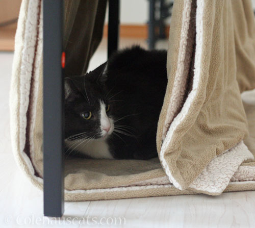 Tessa is unsure © Colehauscats.com