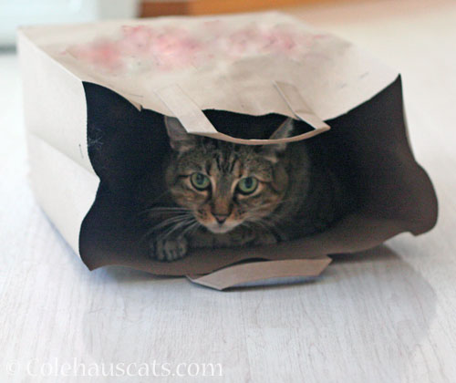 In a bag © Colehauscats.com
