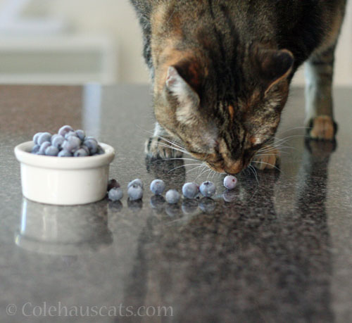 The fruit inspector inspecting the blueberry crop, July 2025 © Colehauscats.com