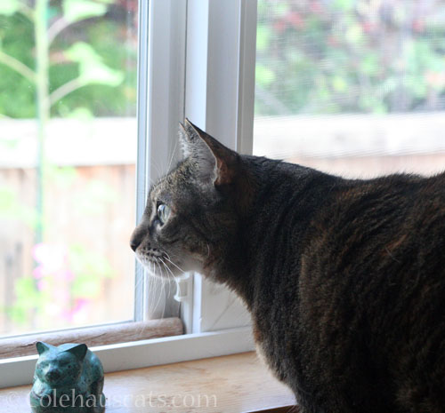 Viola sees something © Colehauscats.com